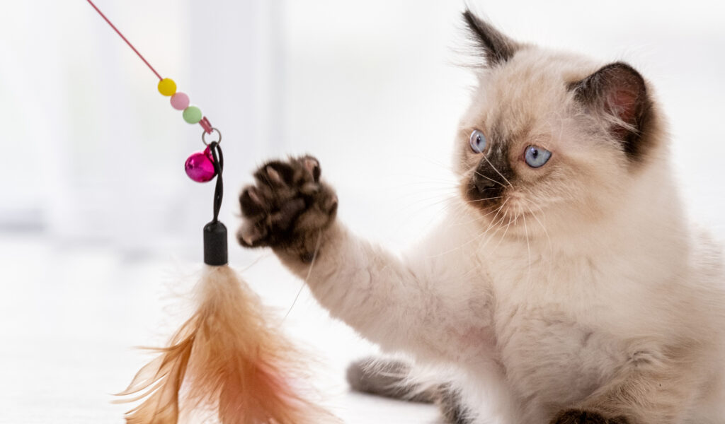 Liten kattunge leker med leksak