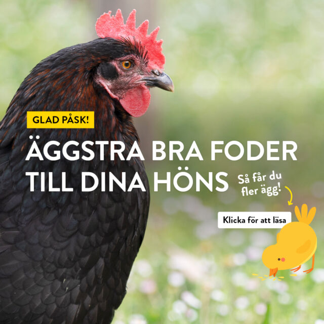 Glad påsk! – Äggstra bra foder till dina höns
