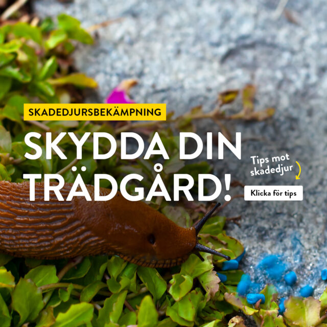 Skadedjursbekämpning – Skydda din trädgård