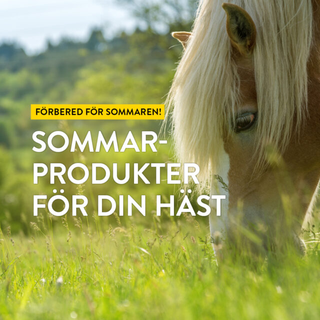 Förbered för sommaren – Sommarprodukter för din häst