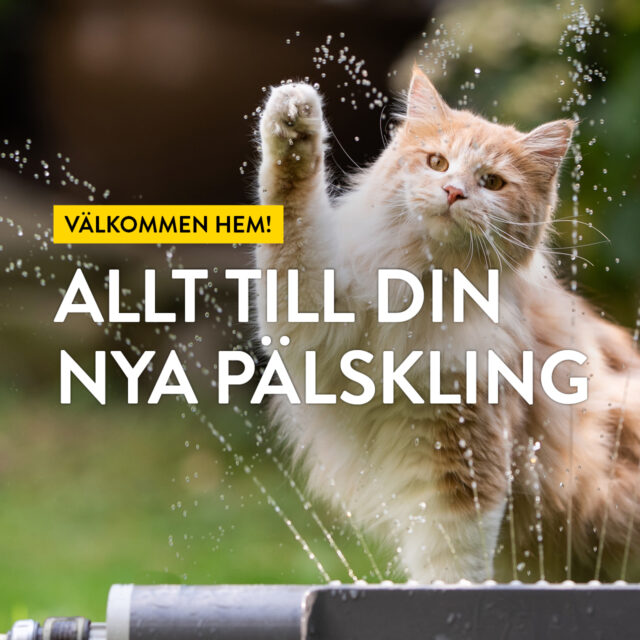 Välkommen hem! Allt till din nya pälskling