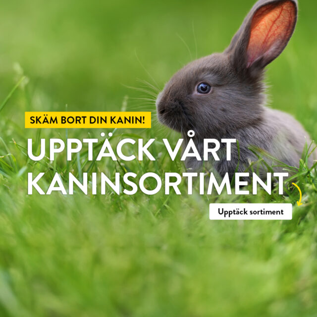 Skäm bort din kanin! Upptäck vårt kaninsortiment
