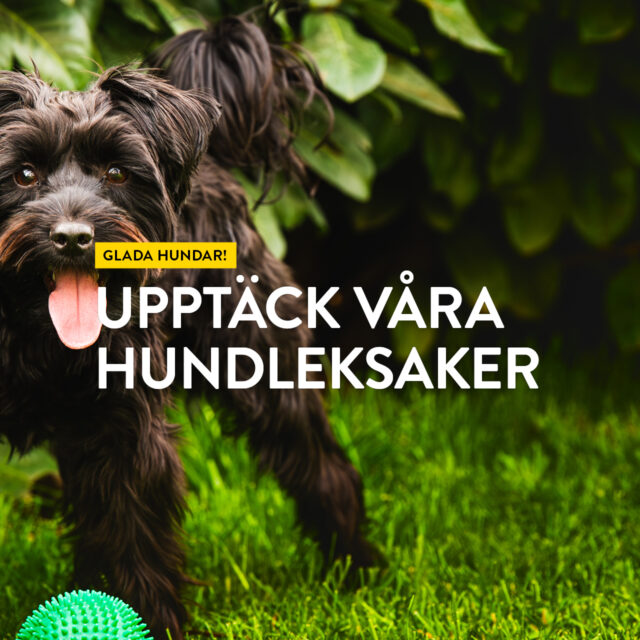 Glada hundar! Upptäck våra hundleksaker