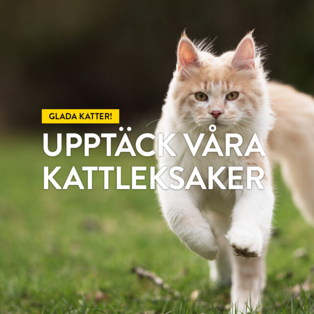 Glada katter! Upptäck våra kattleksaker