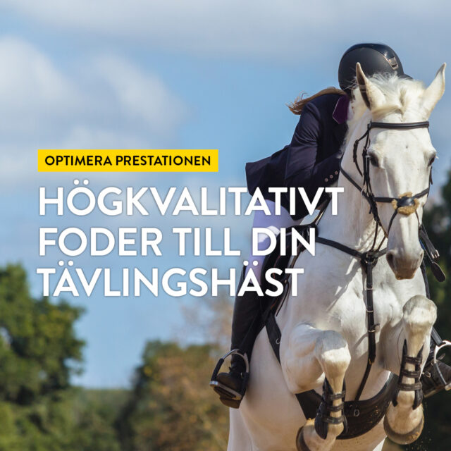Optimera prestationen – Högkvalitativt foder till din tävlingshäst