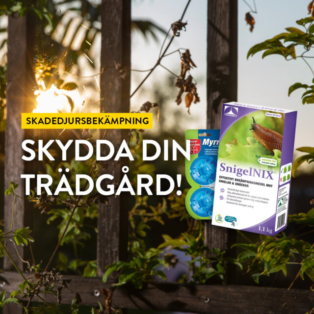 Skadedjursbekämpning – Skydda din trädgård