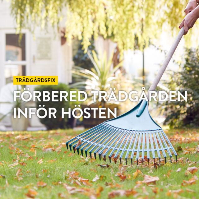 Trädgårdsfix – Förbered trädgården inför hösten