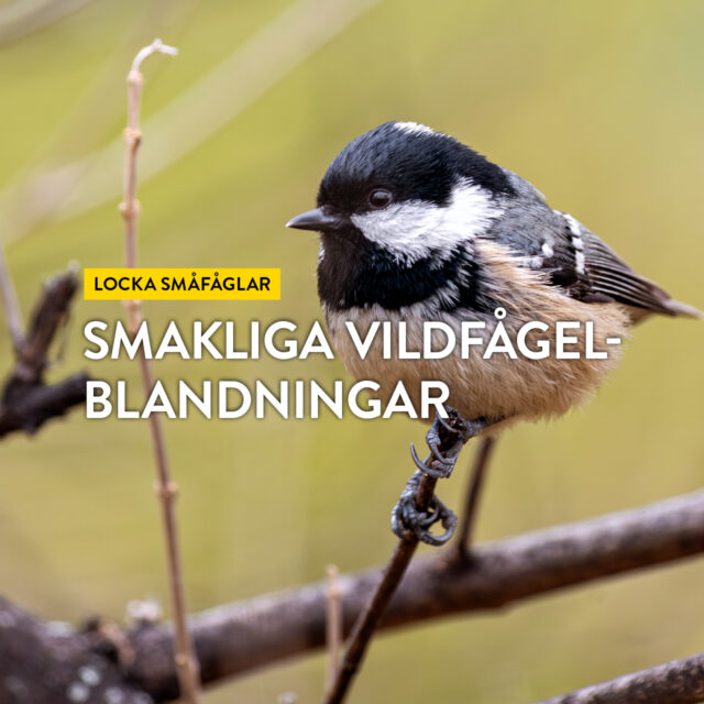 Locka småfåglarna – Smakliga vildfågelblandningar