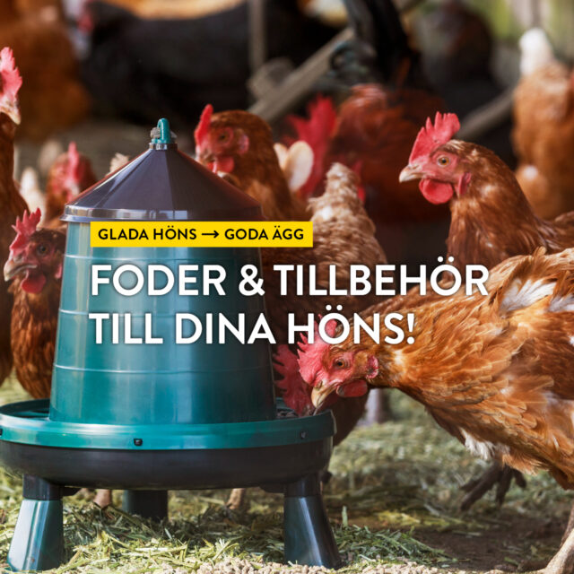 Glada höns, goda ägg – Foder & tillbehör till dina höns!