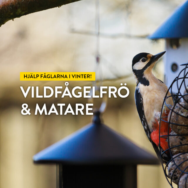 Hjälp fåglarna i vinter! Vildfågelfrö & matare